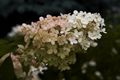 Hydrangea arborescens Annabelle IMG_5129 Hortensja krzewiasta